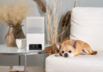 Фото: Petcube, офіційний преснабір https://petcube.com/mediakit/ . Bites 2 Lite поруч із чихуахуа. IT-компанія «Petcube», онлайн