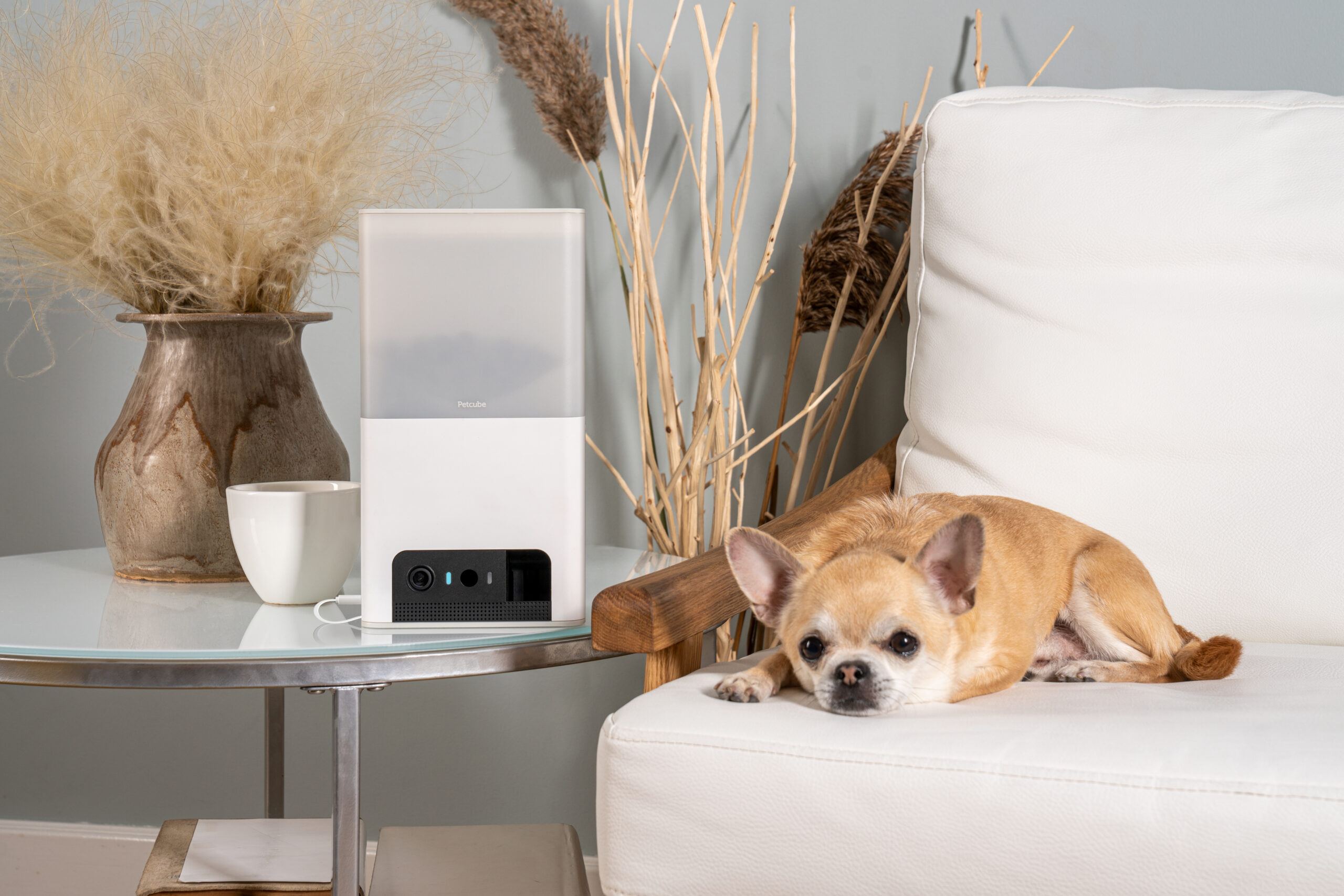 IT-компанія «Petcube», онлайн