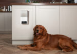 Фото: Petcube, офіційний преснабір https://petcube.com/mediakit/ . Bites 2 Lite у домашньому інтер’єрі. IT-компанія «Petcube», онлайн