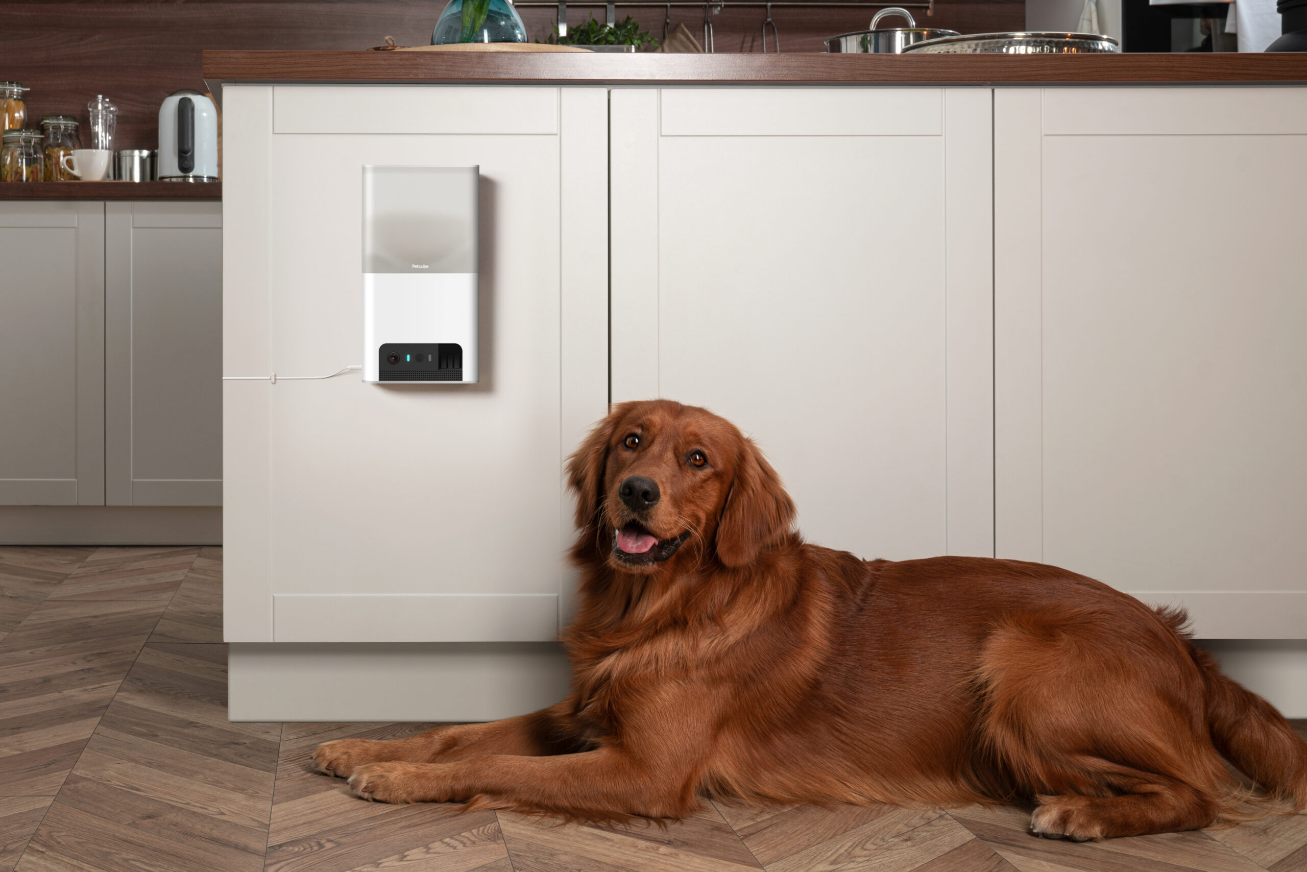 IT-компанія «Petcube», онлайн