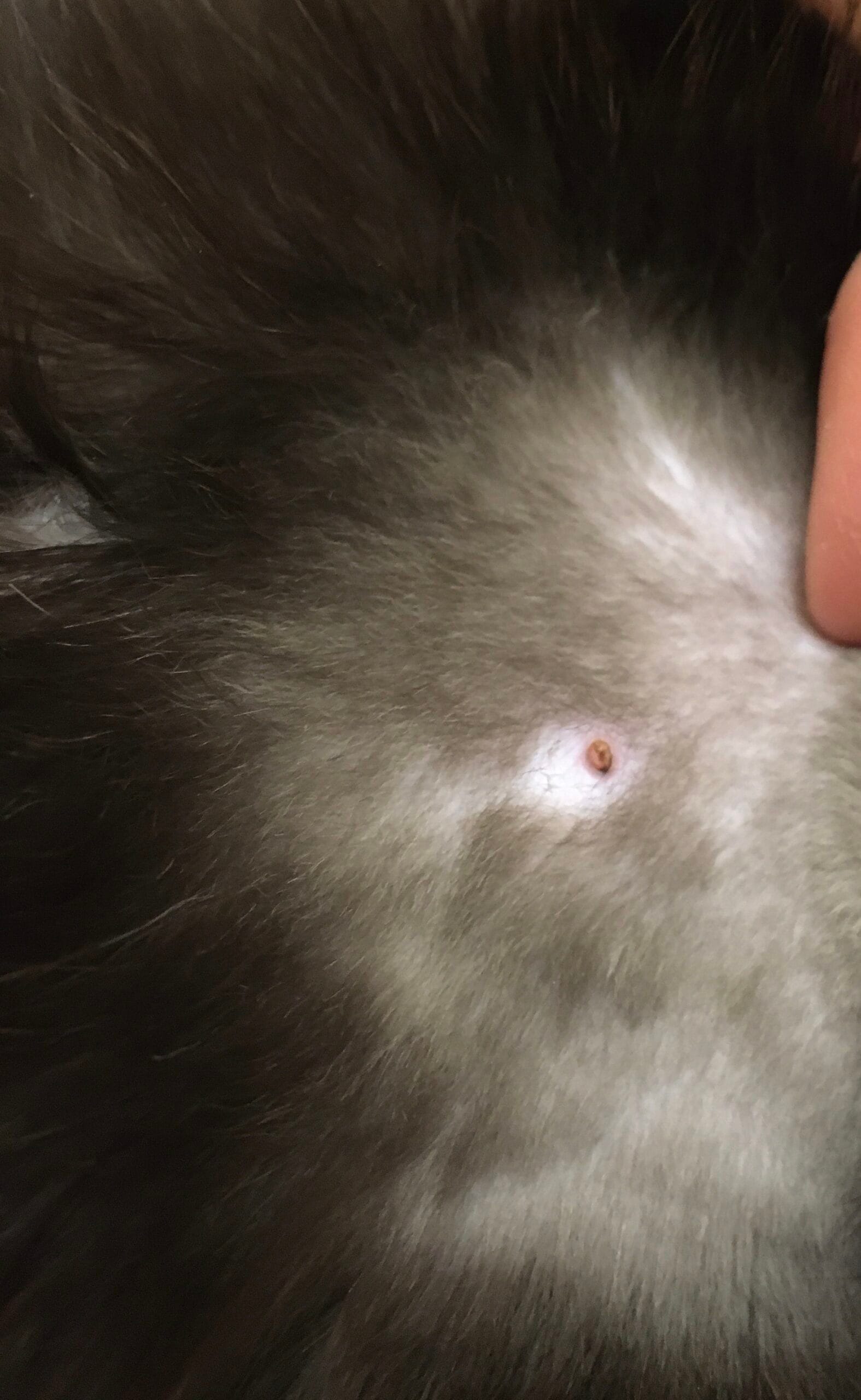 Звірополис