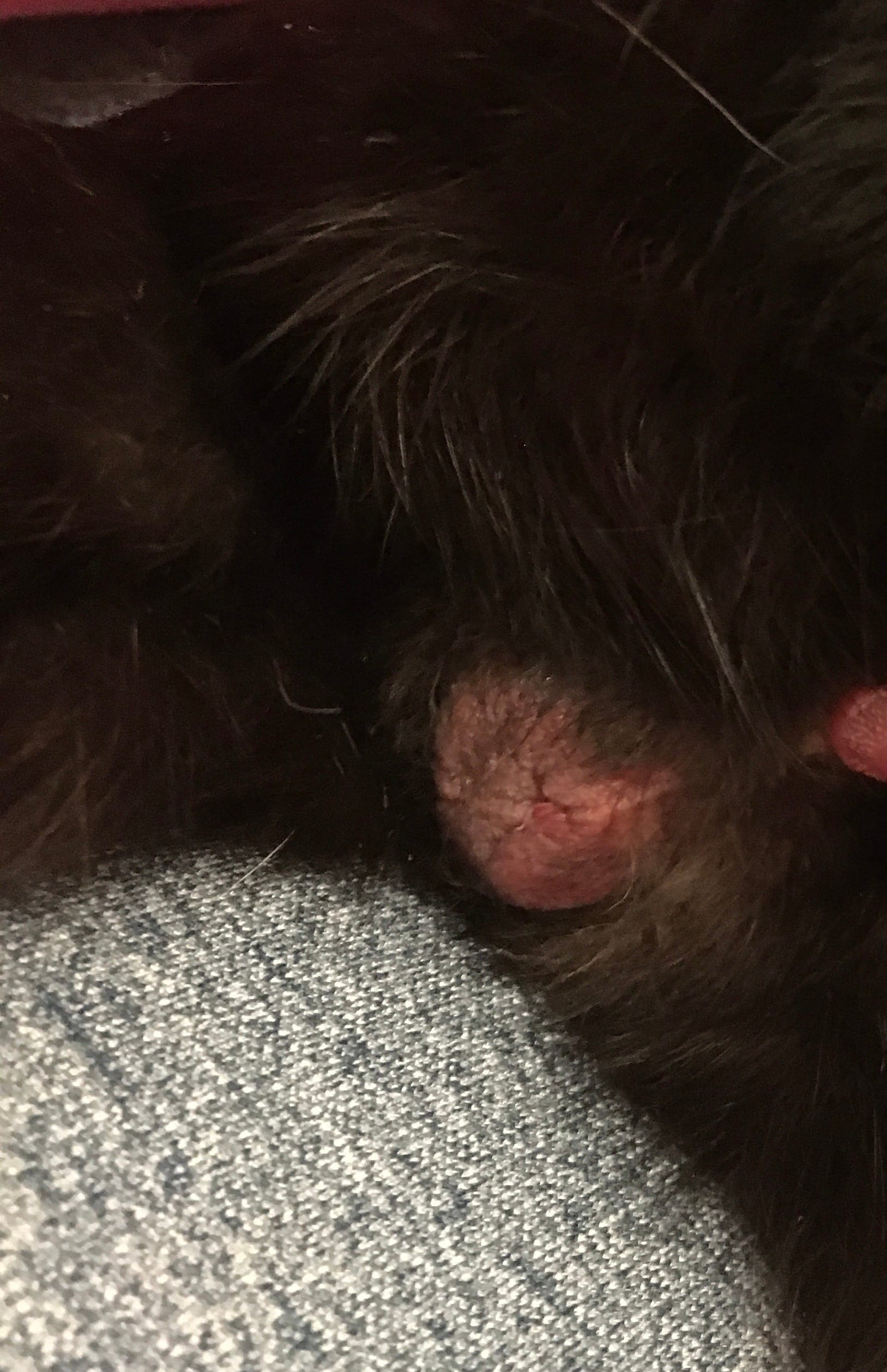 Звірополис