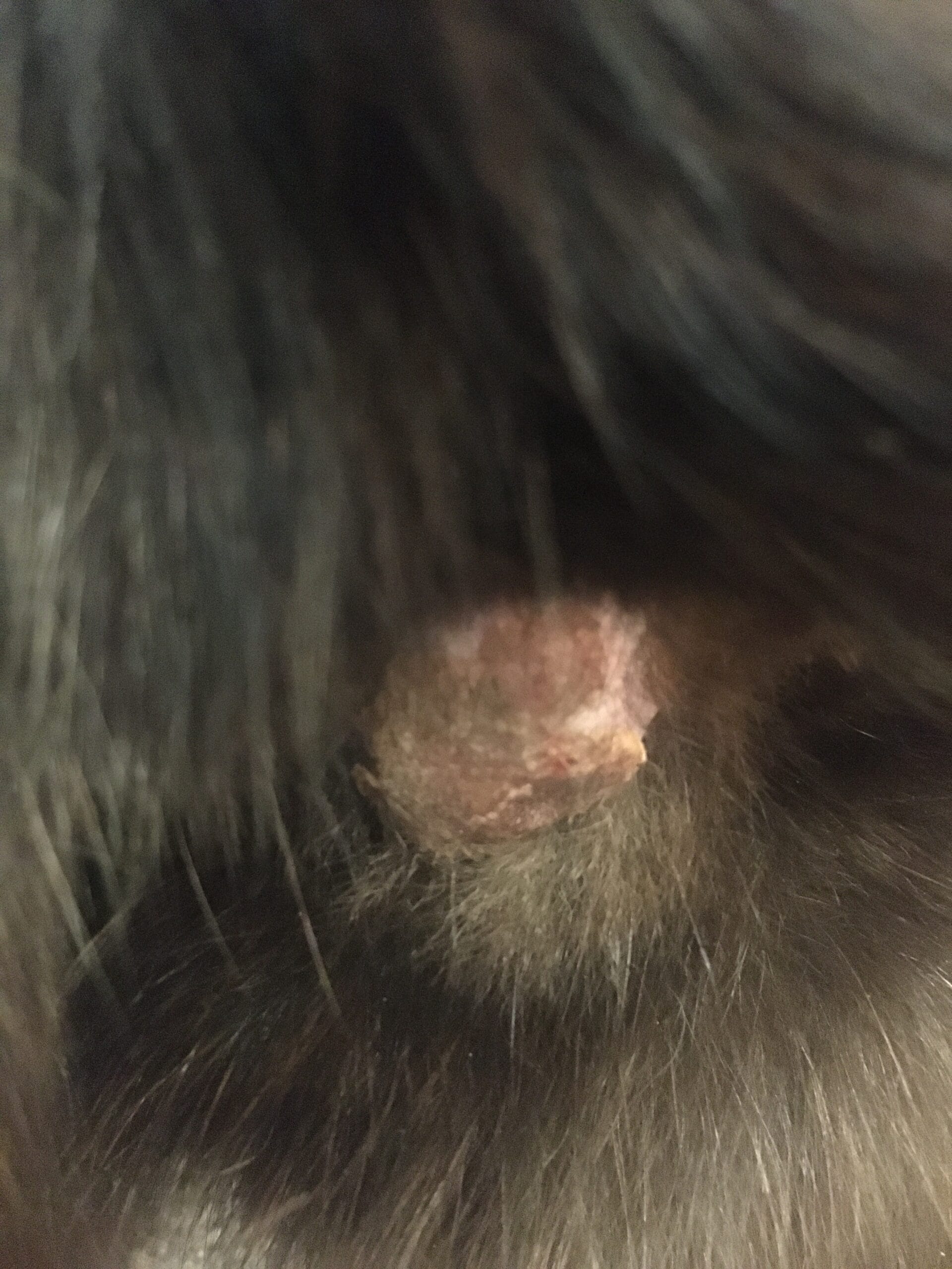 Звірополис