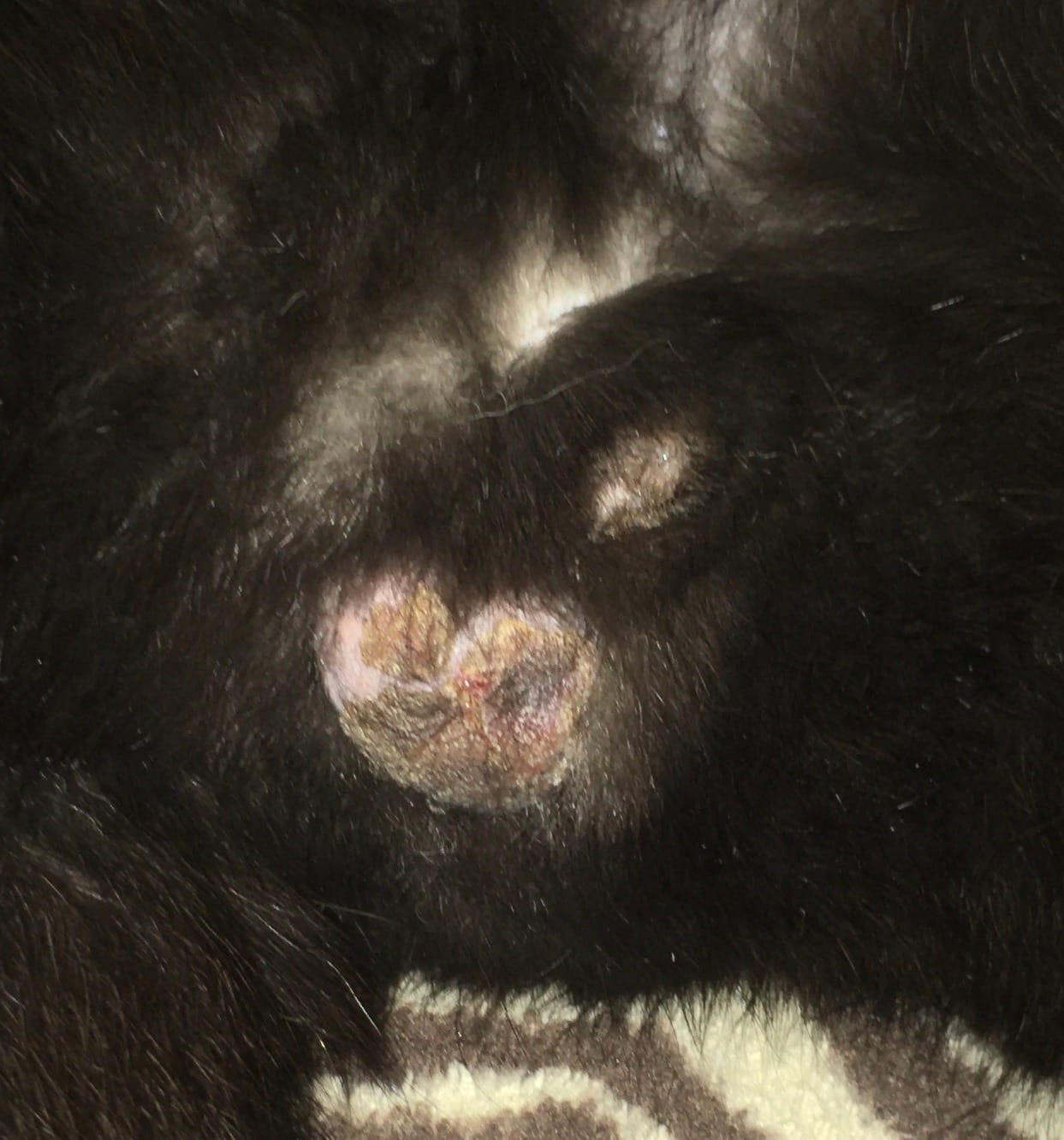 Звірополис